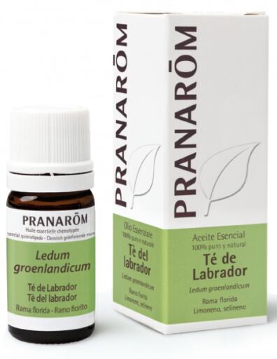 Pranarom Labrador Tea Essential Oil 5 ml